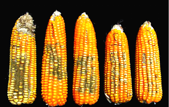 梅雨季养殖“隐形杀手”来袭，三招教您精准防控霉菌毒素！