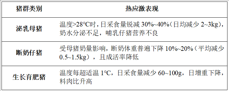 “烤”验来袭！三伏天控制猪群热应激