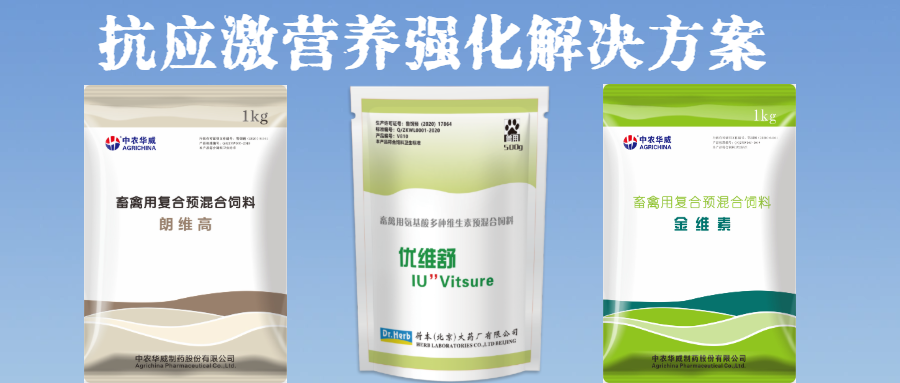 “烤”验来袭！三伏天控制猪群热应激